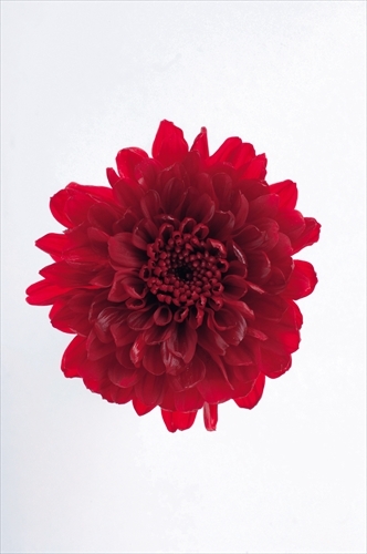 日本不凋小菊(12朵/盒) 03680-331