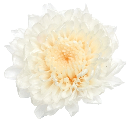 日本不凋小菊(12朵/盒) 03680-010