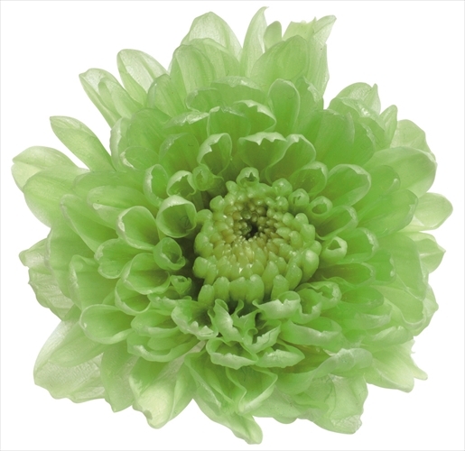 日本不凋小菊(12朵/盒) 03680-700