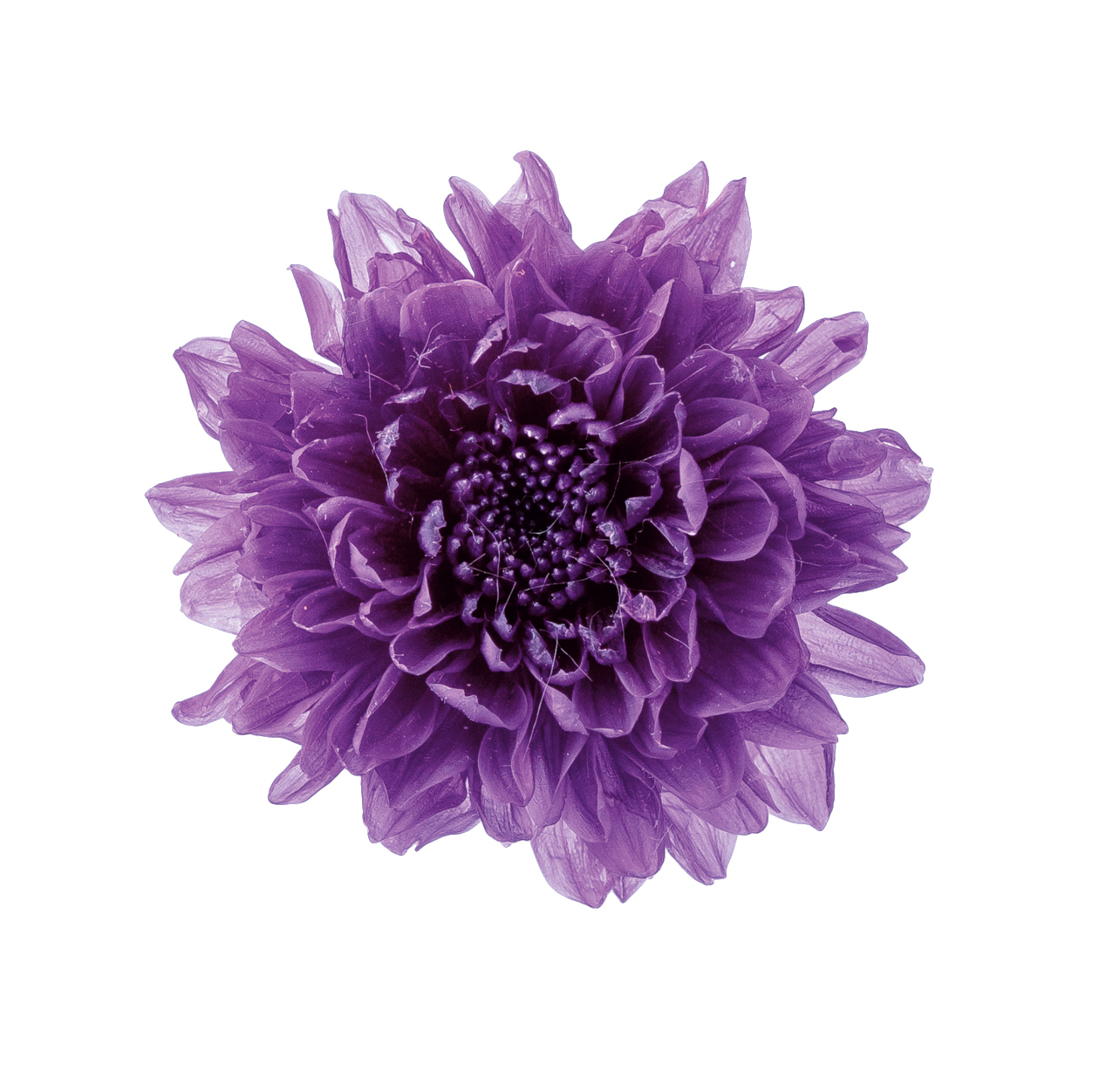 日本不凋小菊(12朵/盒) 03680-401