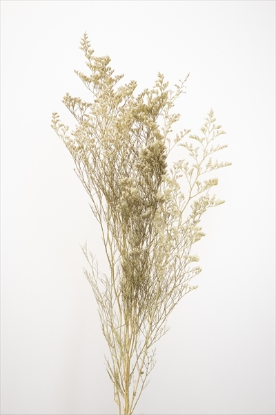 日本不凋卡斯比亞 03710-021