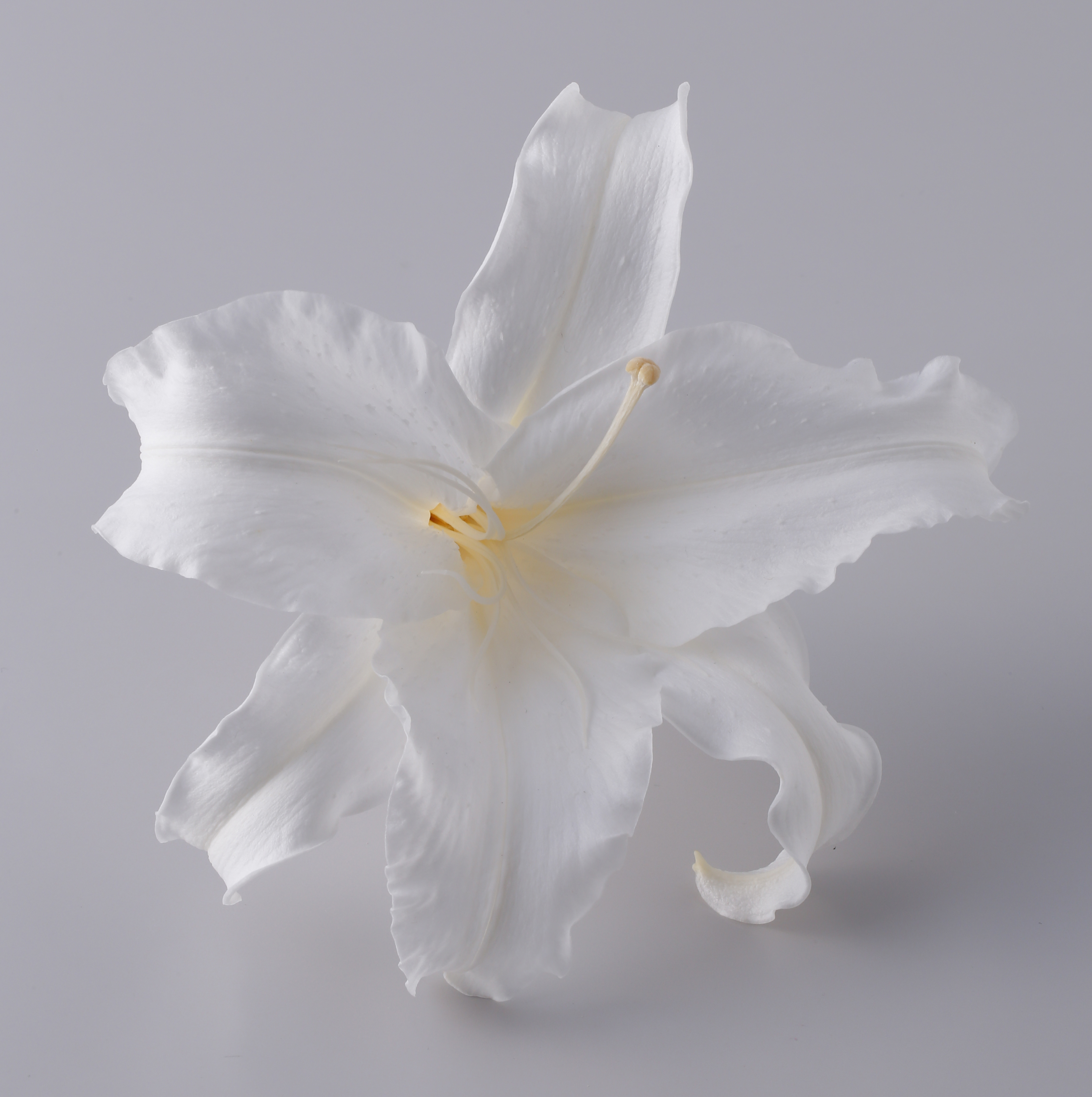 日本不凋百合花 05400-011