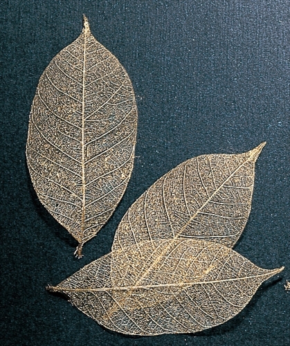 51494-902 骨架葉(葉脈)