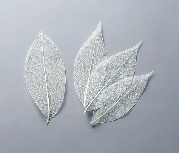 51494-011 骨架葉(葉脈)