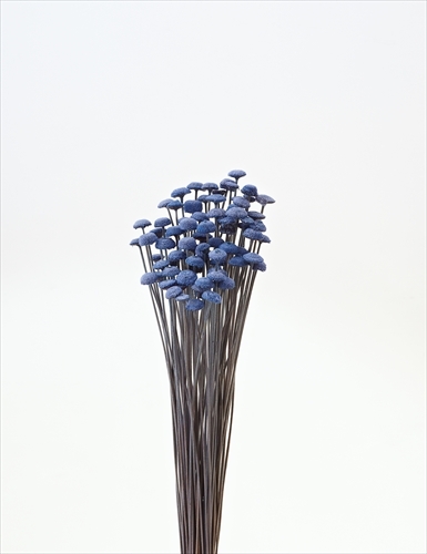 日本不凋鈕扣菊(大) 30160-600