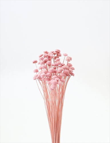 日本不凋鈕扣菊(大) 30160-120