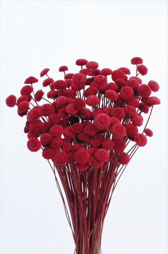 日本不凋鈕扣菊(大) 30160-320