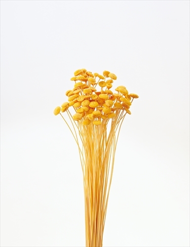 日本不凋鈕扣菊(大) 30160-520