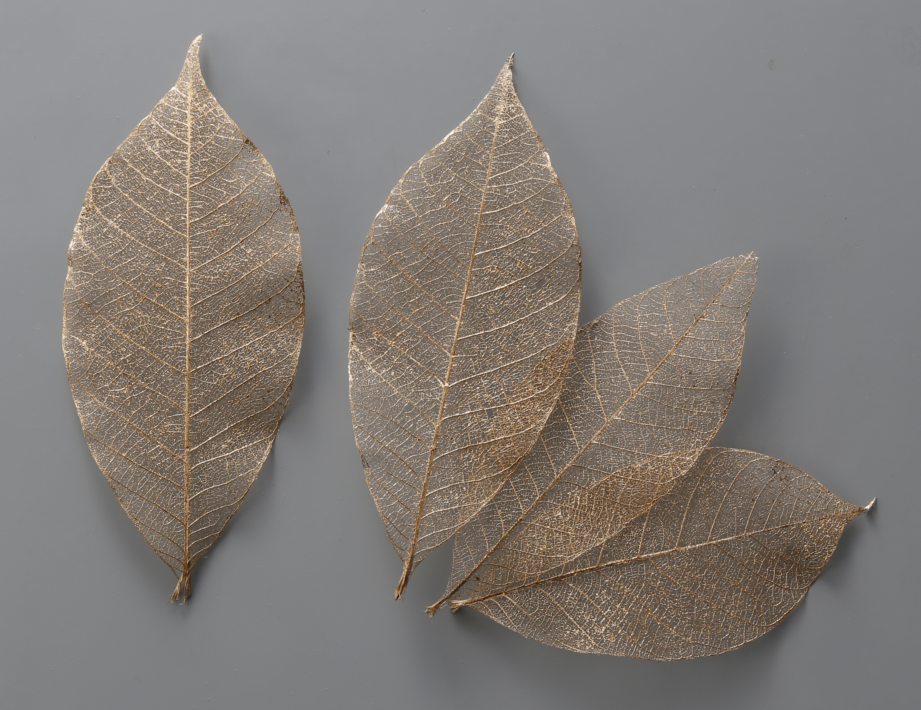 51493-902 骨架葉(葉脈)