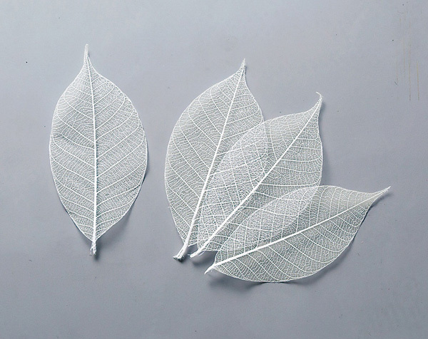 51493-011 骨架葉(葉脈)