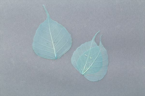 51362-610 骨架葉(葉脈)