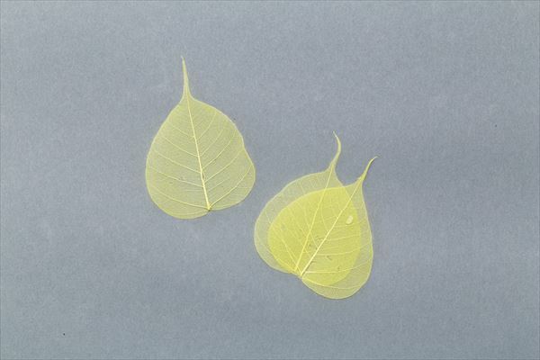 51362-500 骨架葉(葉脈)