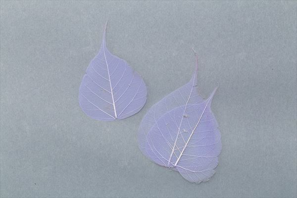 51362-410 骨架葉(葉脈)