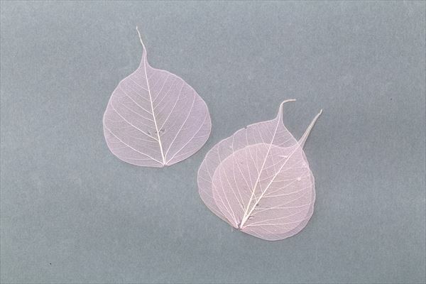 51362-110 骨架葉(葉脈)