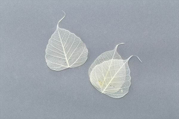 51362-010 骨架葉(葉脈)