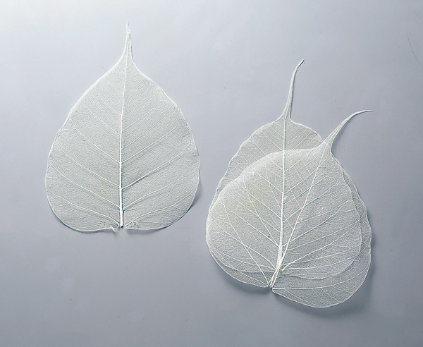 51360-011 骨架葉(葉脈)