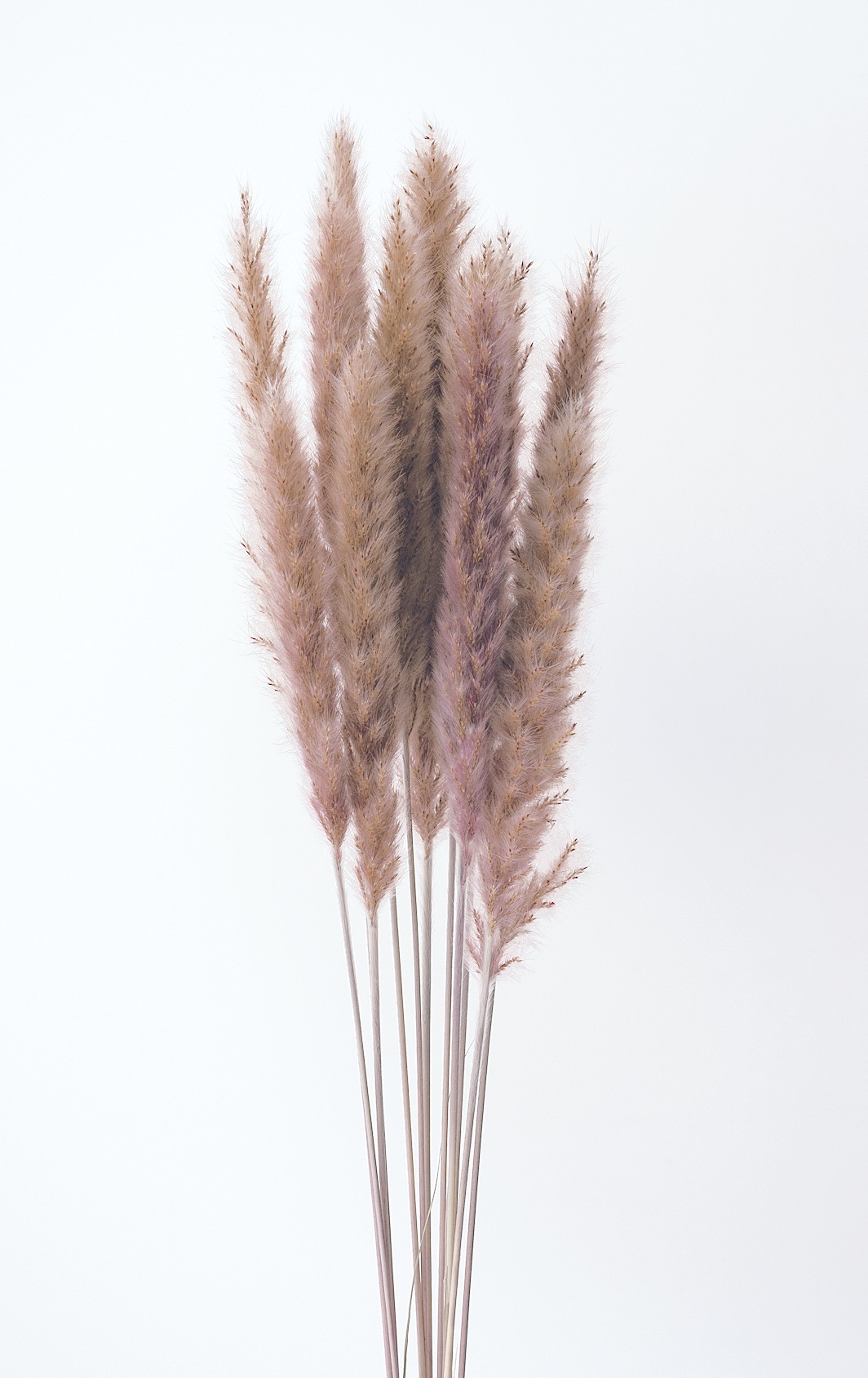 小芒草   51345-030