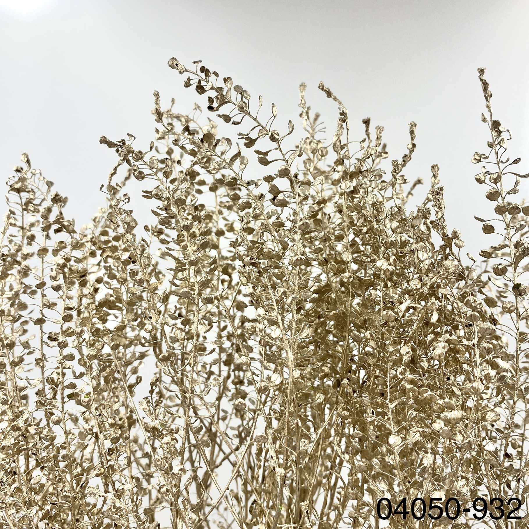 日本不凋翠扇 04050-932