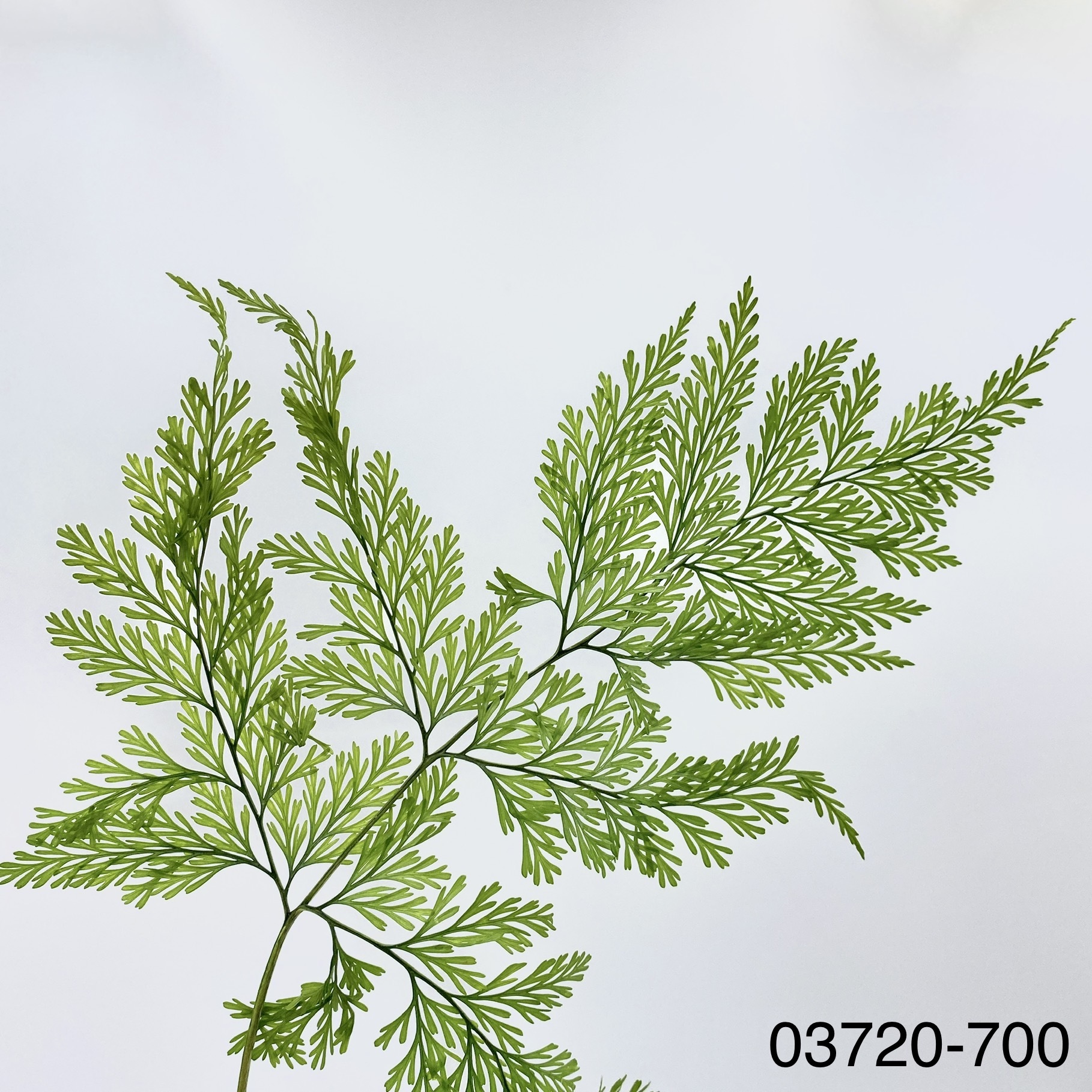 日本不凋塔巴利亞蕨 03720-700