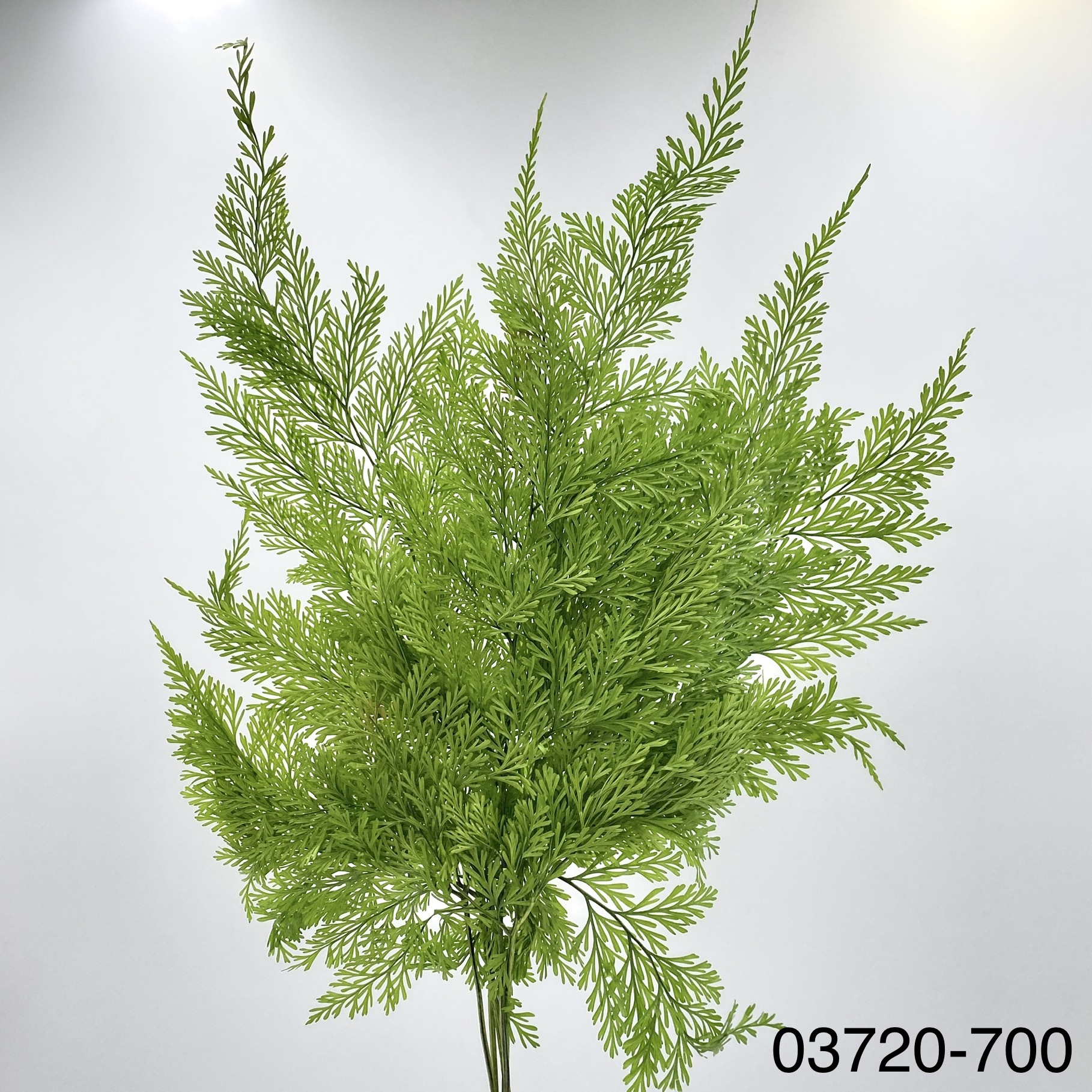 日本不凋塔巴利亞蕨 03720-700