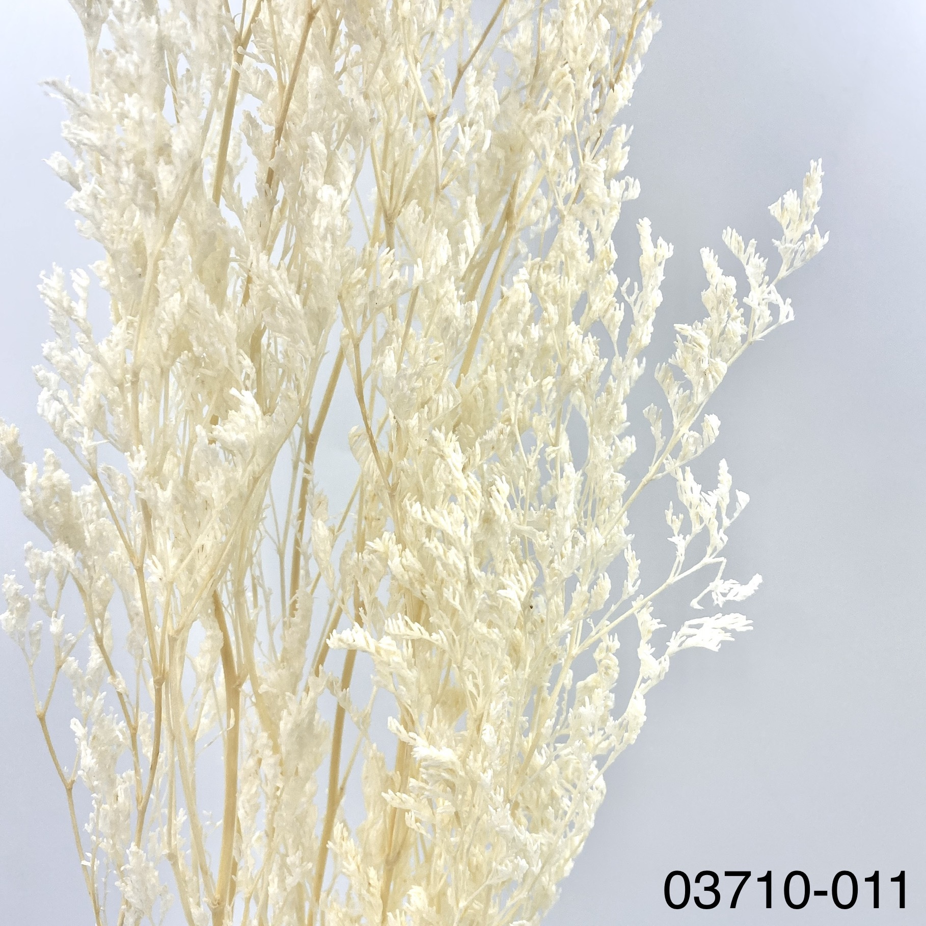 日本不凋卡斯比亞 03710-011