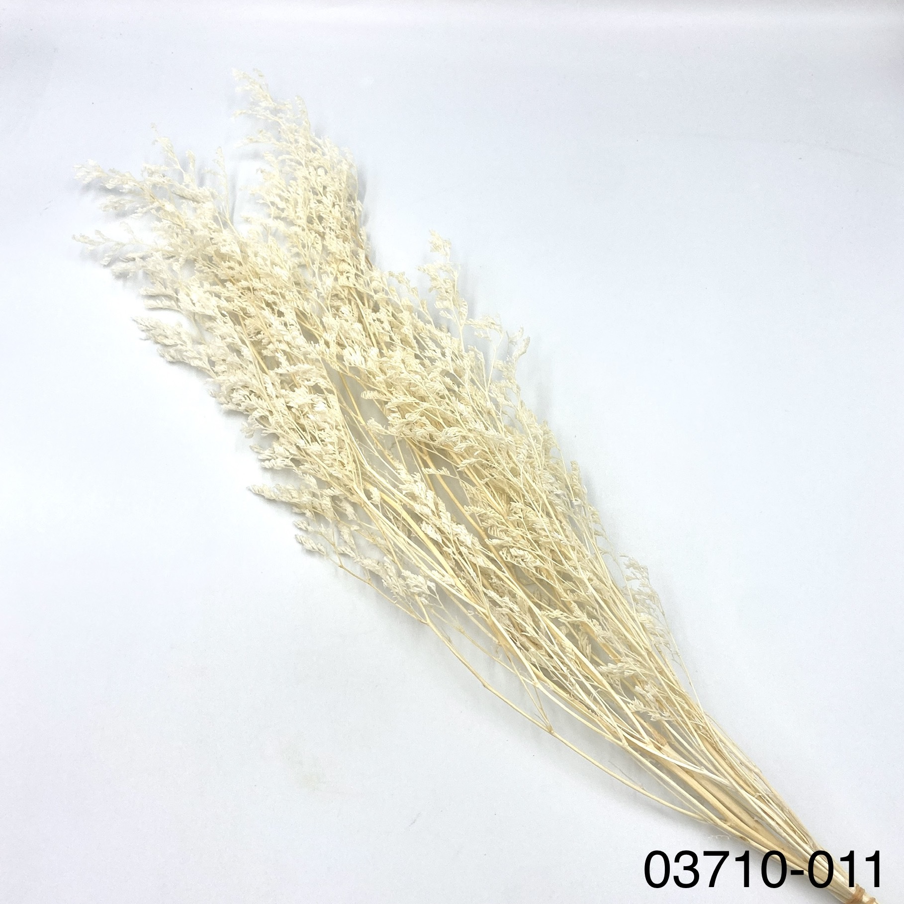 日本不凋卡斯比亞 03710-011