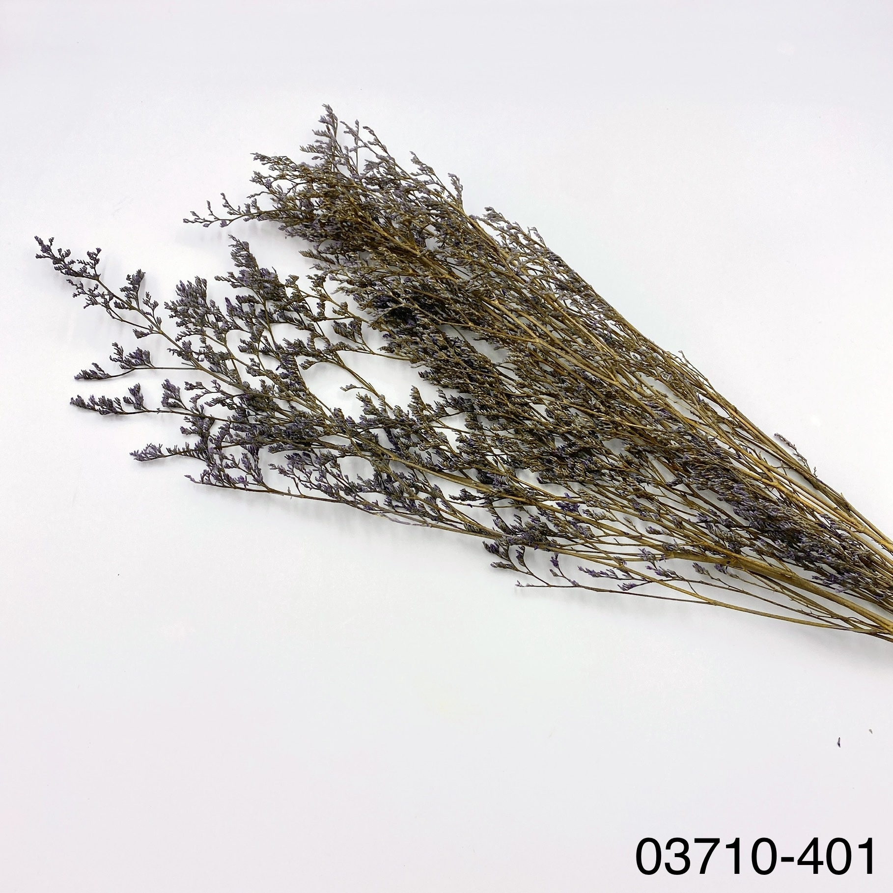 日本不凋卡斯比亞 03710-401