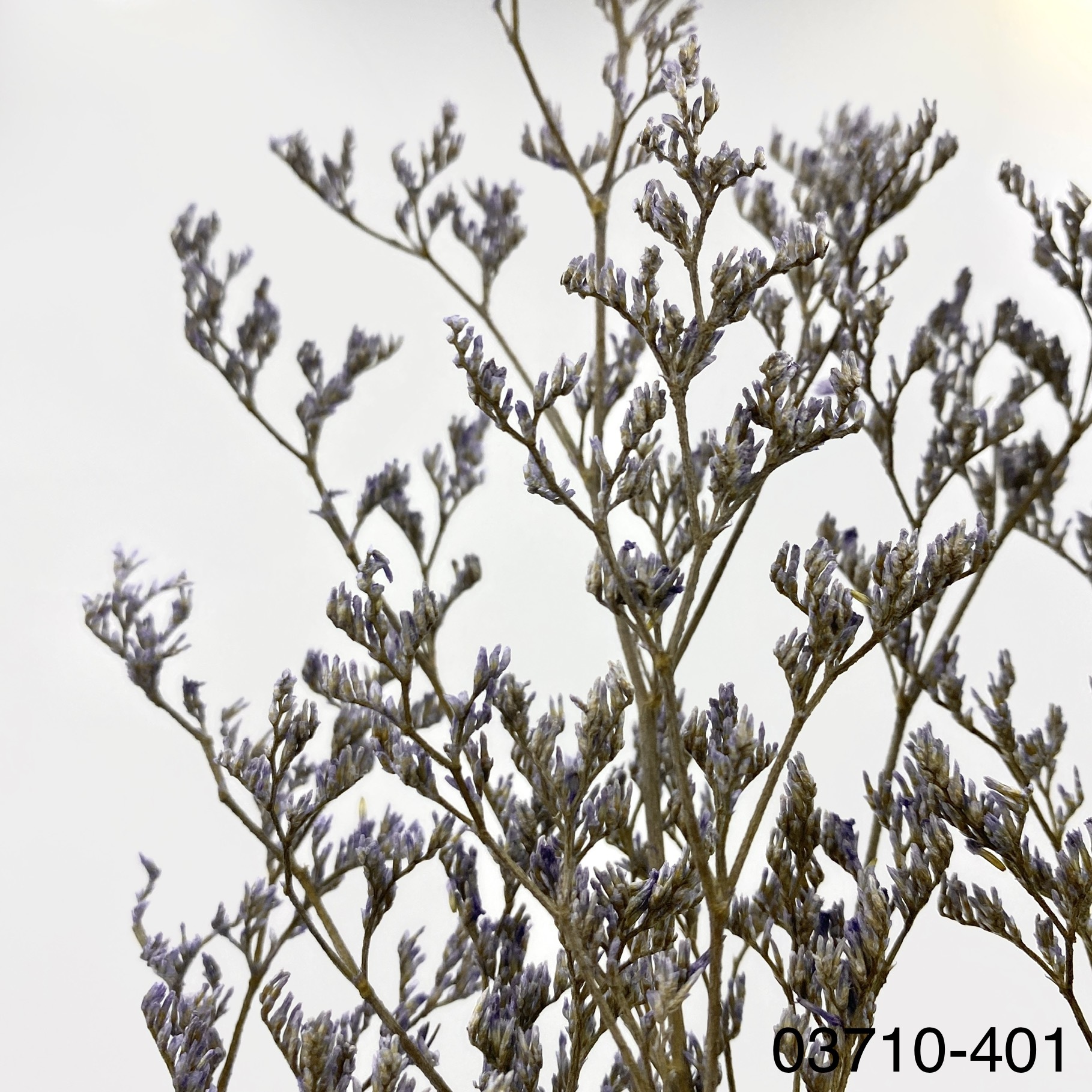 日本不凋卡斯比亞 03710-401