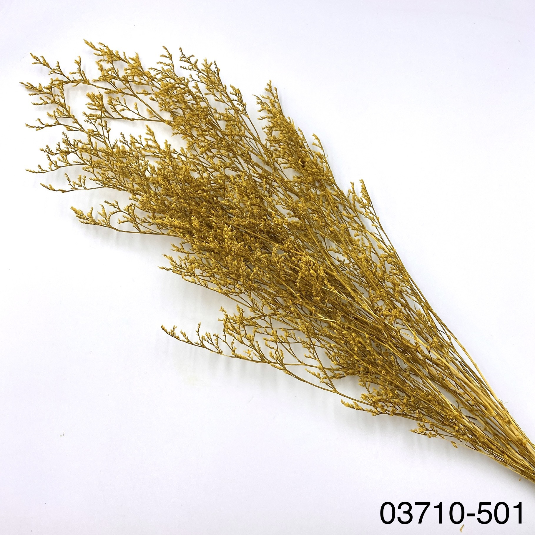 日本不凋卡斯比亞 03710-501