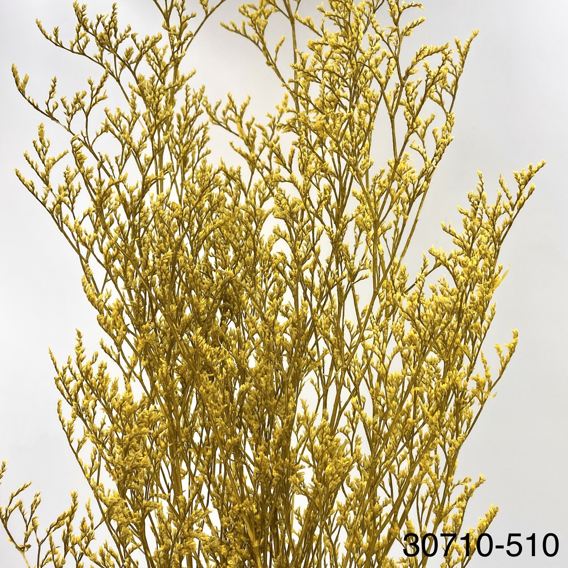 日本不凋卡斯比亞 03710-501