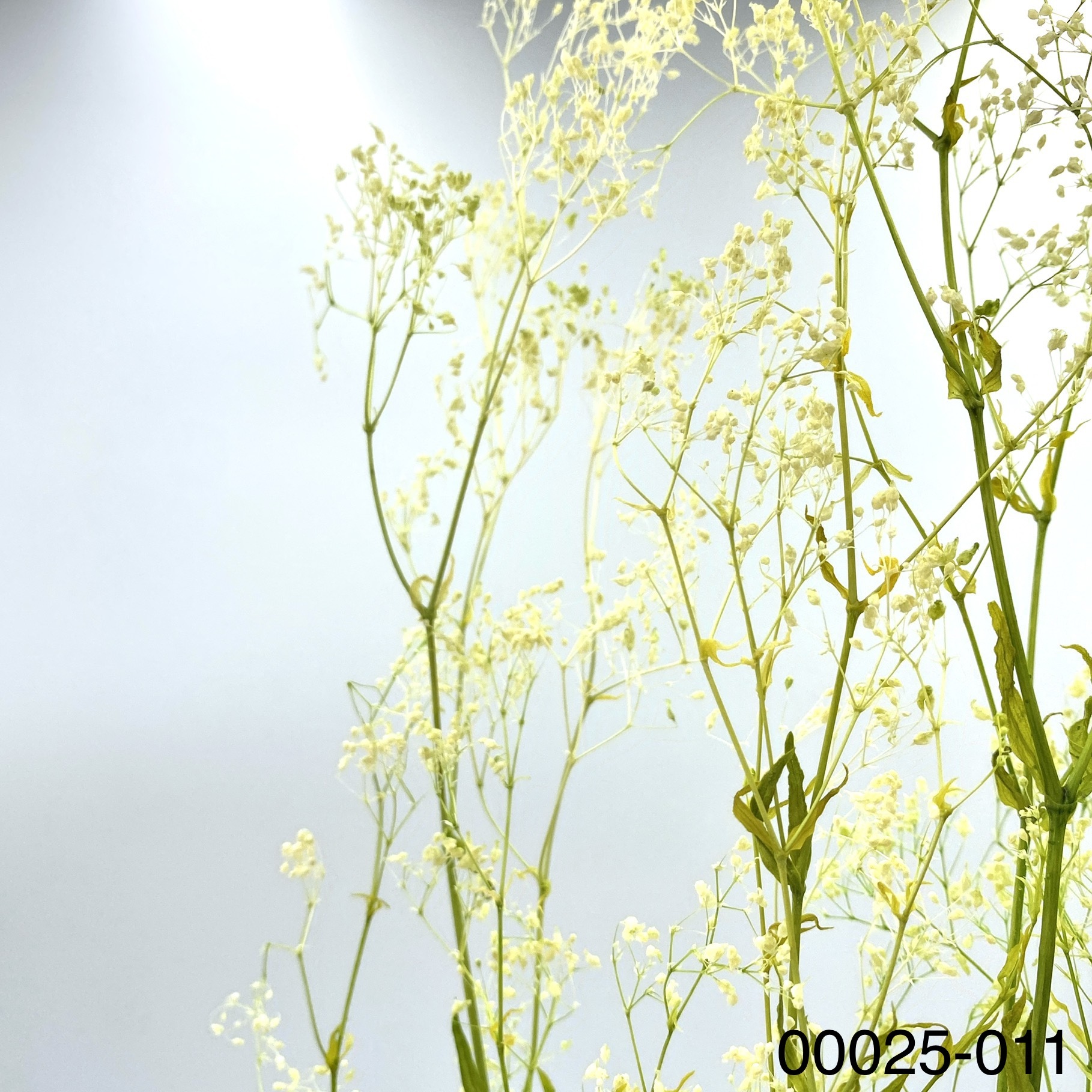 日本不週迷你滿天星 00025-011