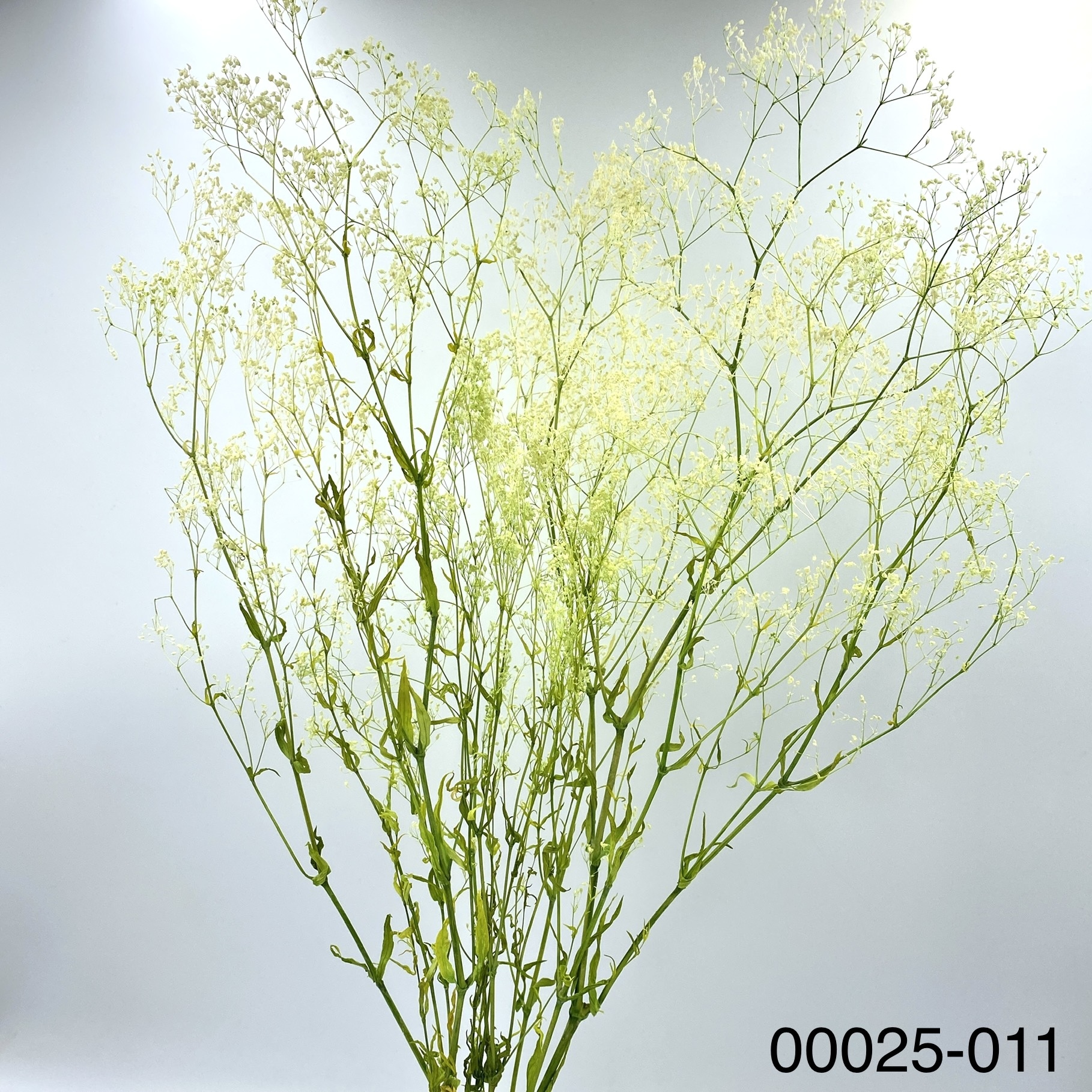 日本不週迷你滿天星 00025-011