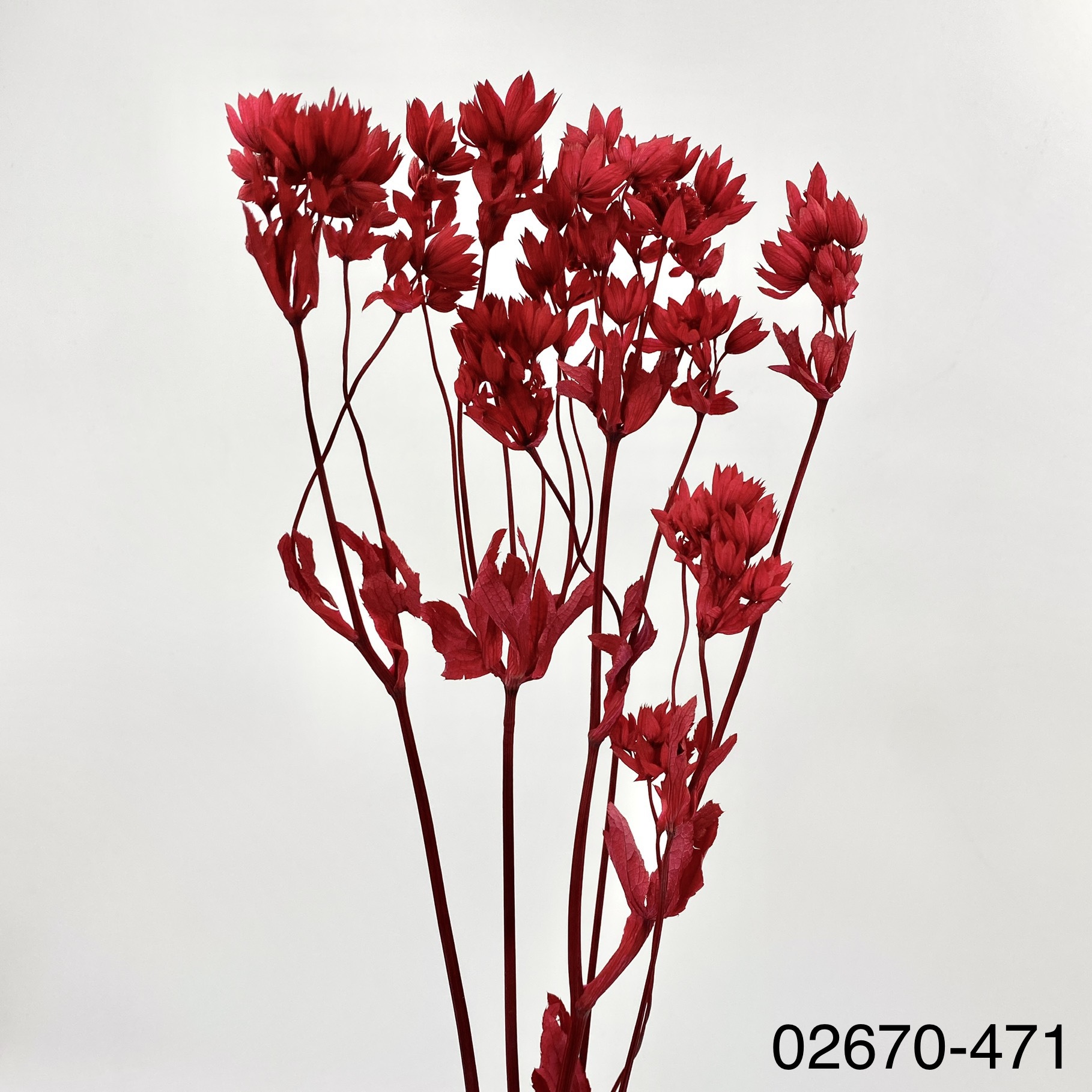 不凋星芹草(百笈草) 02670-471