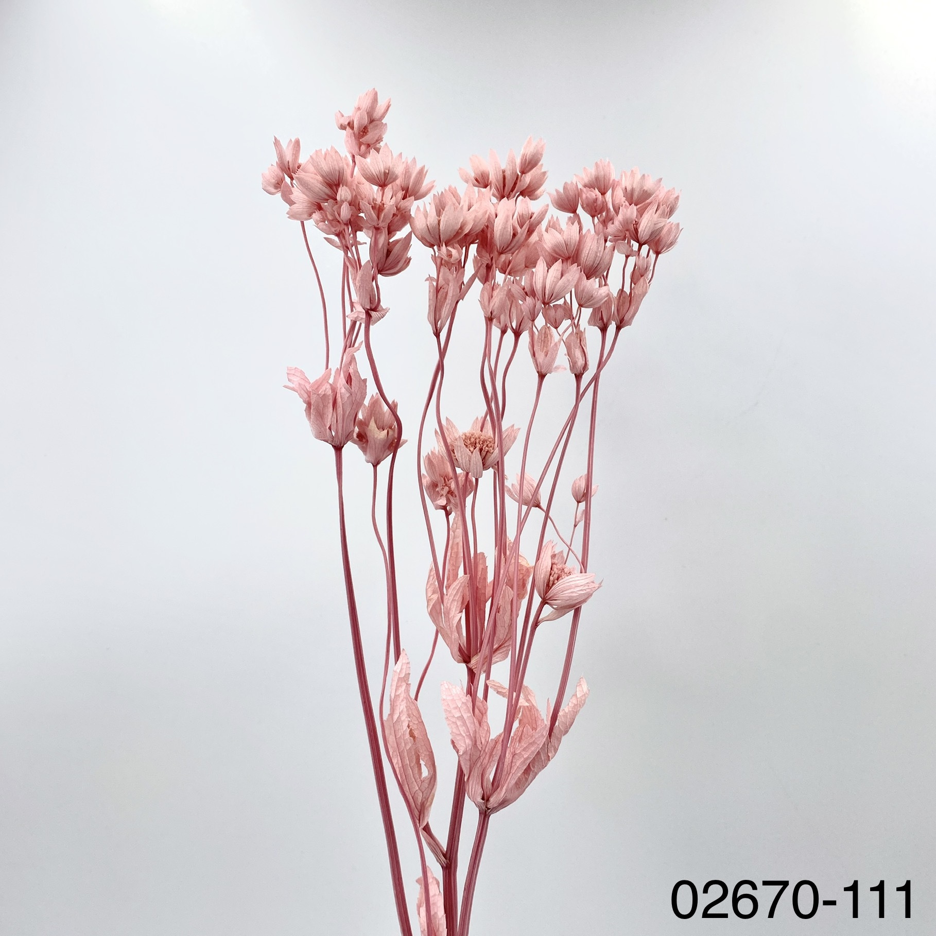 不凋星芹草(百笈草) 02670-111