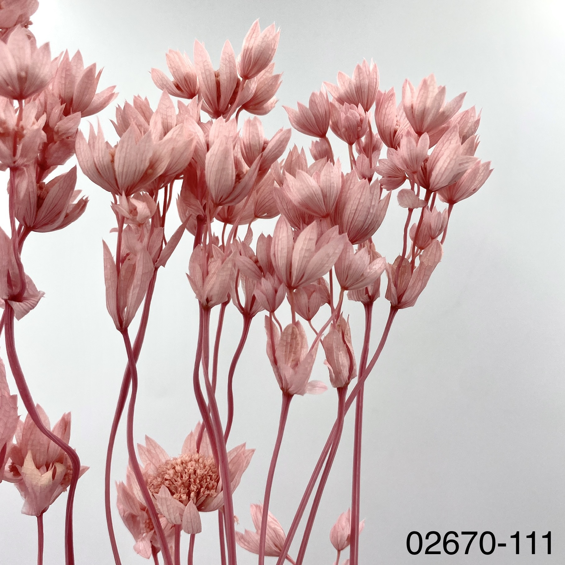 不凋星芹草(百笈草) 02670-111