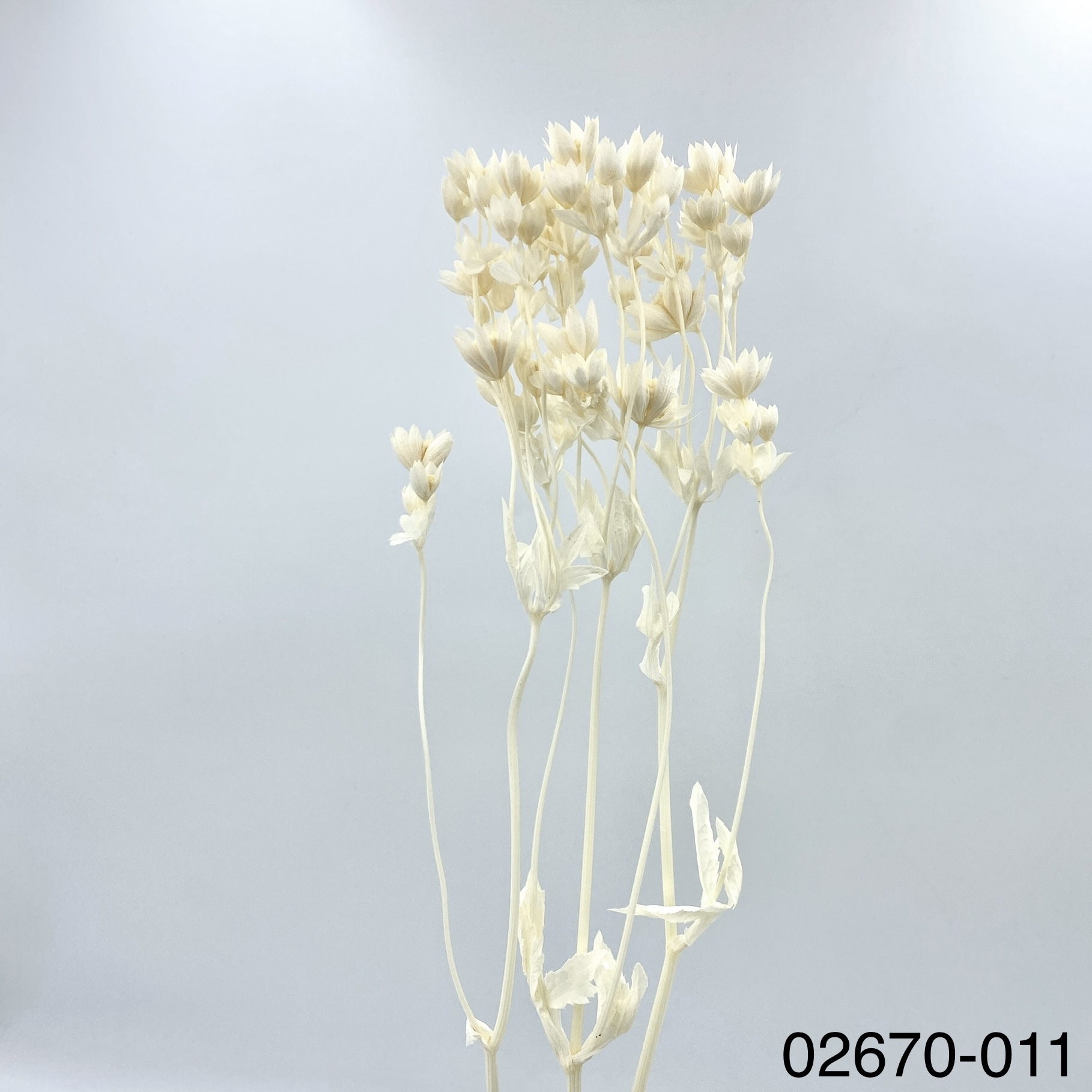 不凋星芹草(百笈草) 02670-011