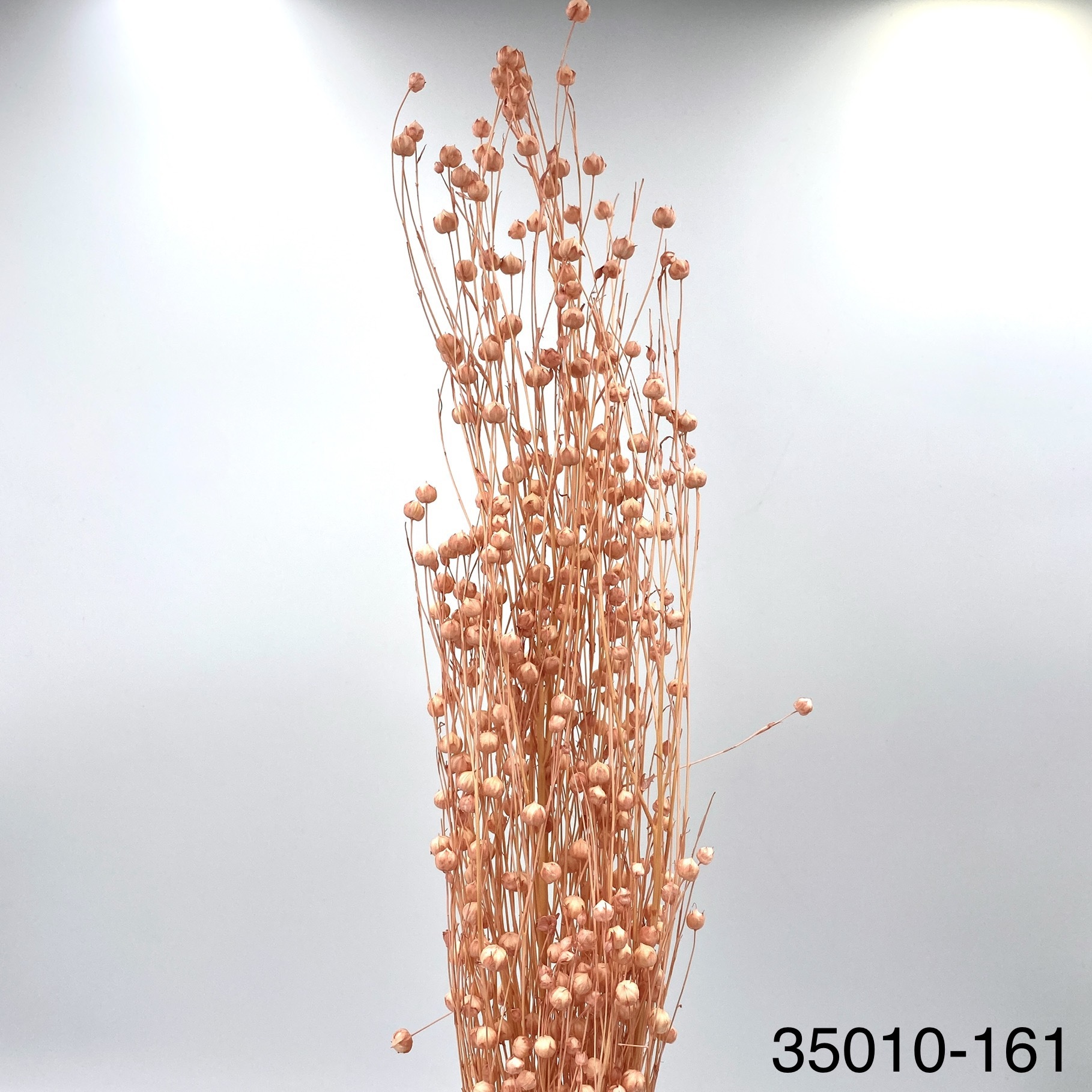 日本不凋臨花 35010-161