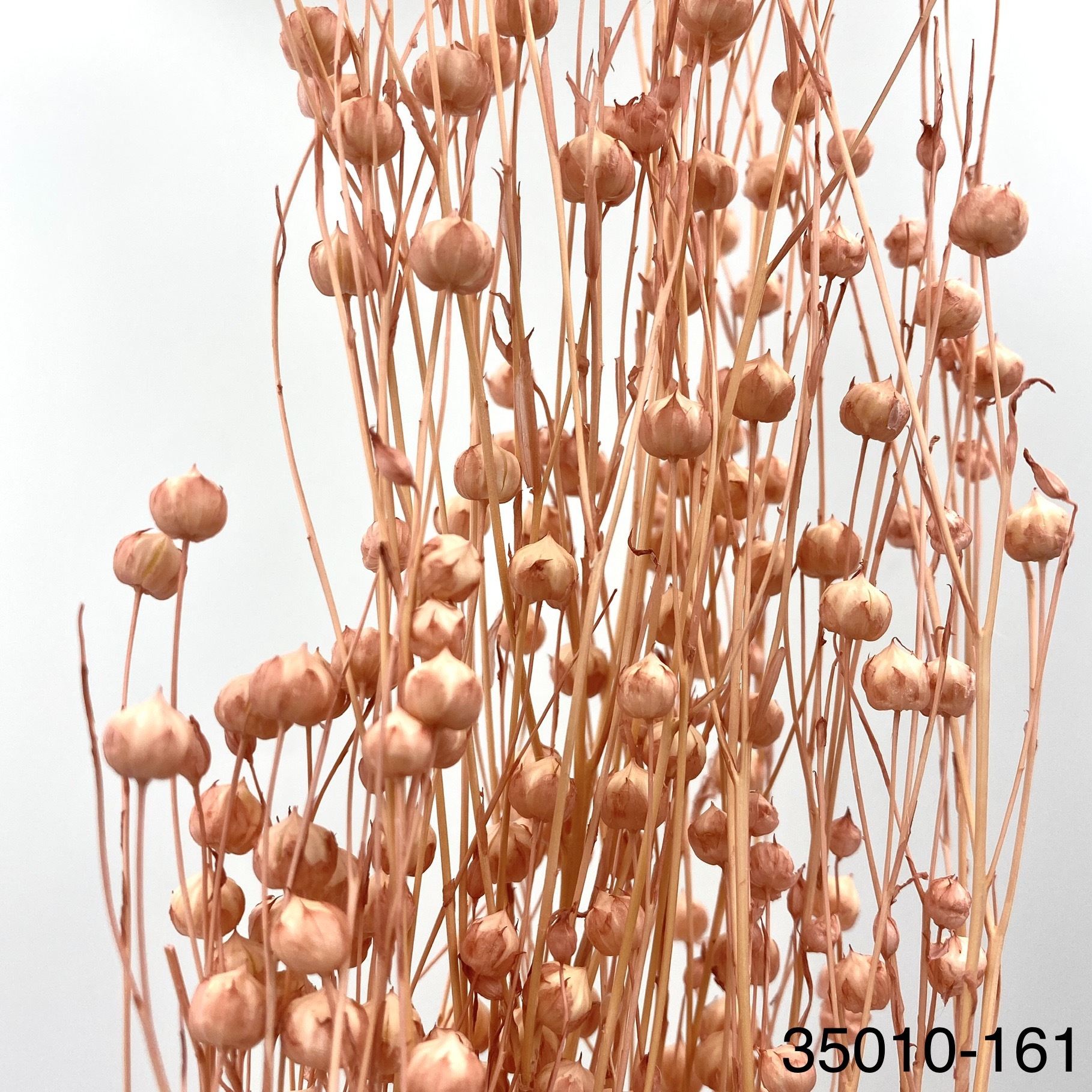 日本不凋臨花 35010-161