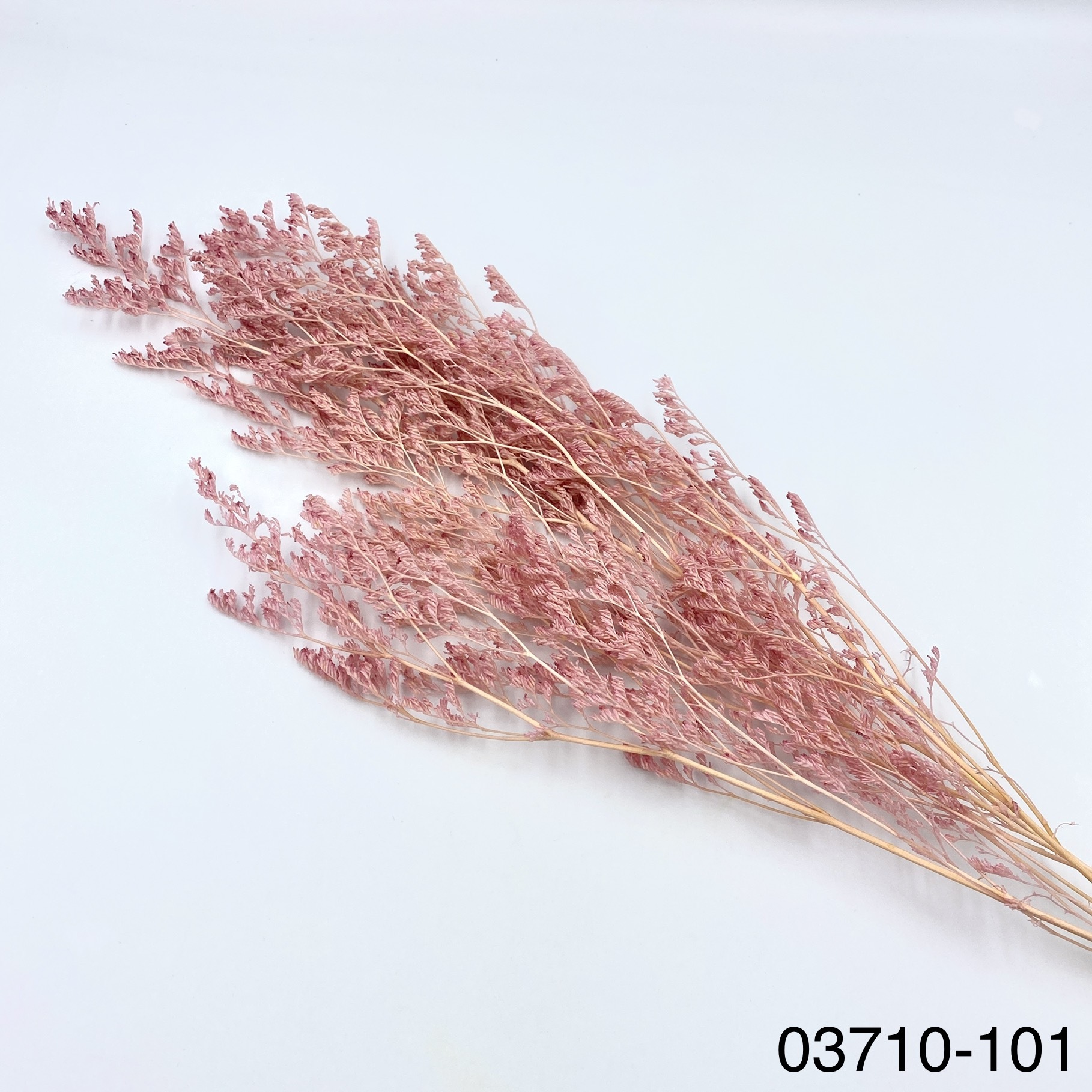 日本不凋卡斯比亞 03710-101