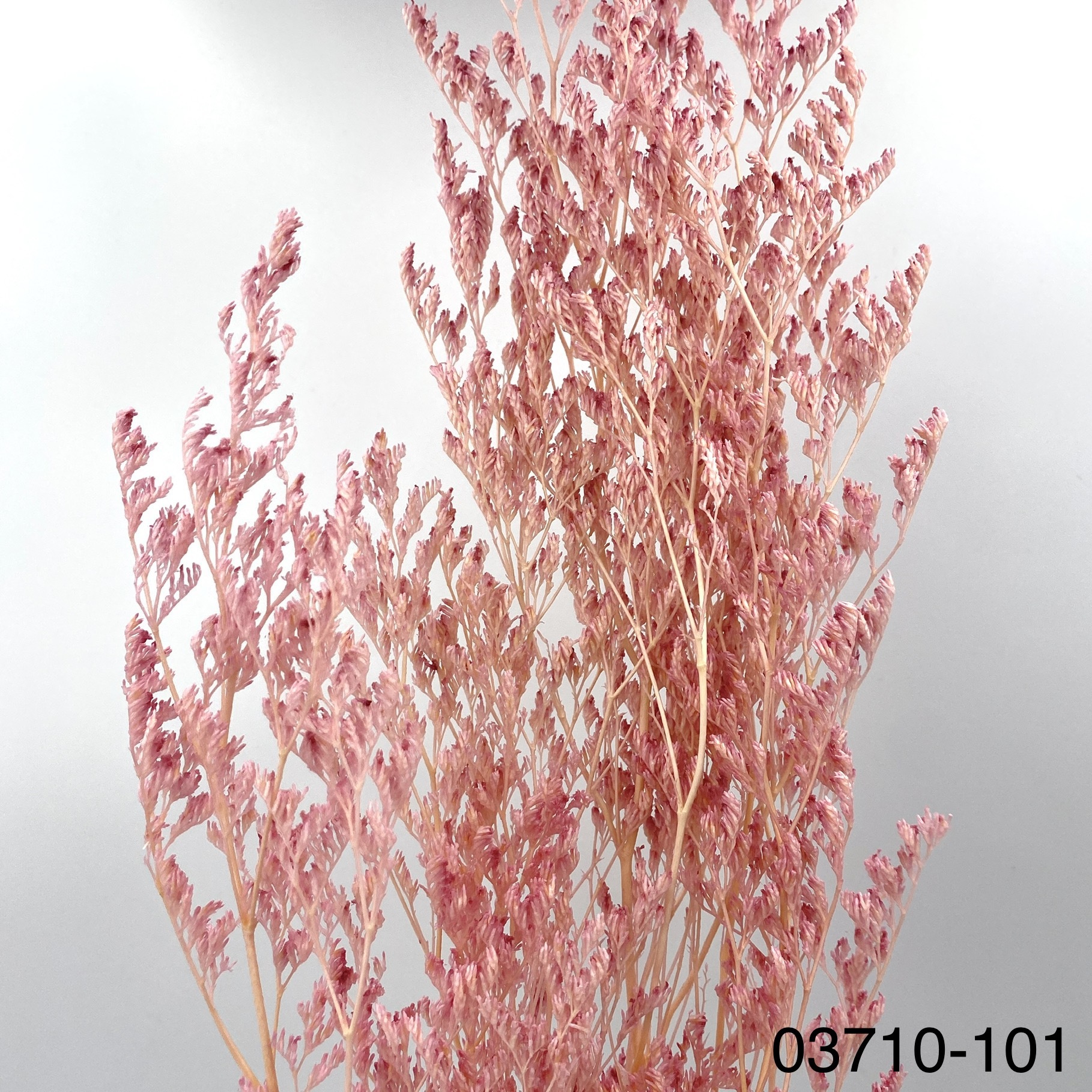 日本不凋卡斯比亞 03710-101