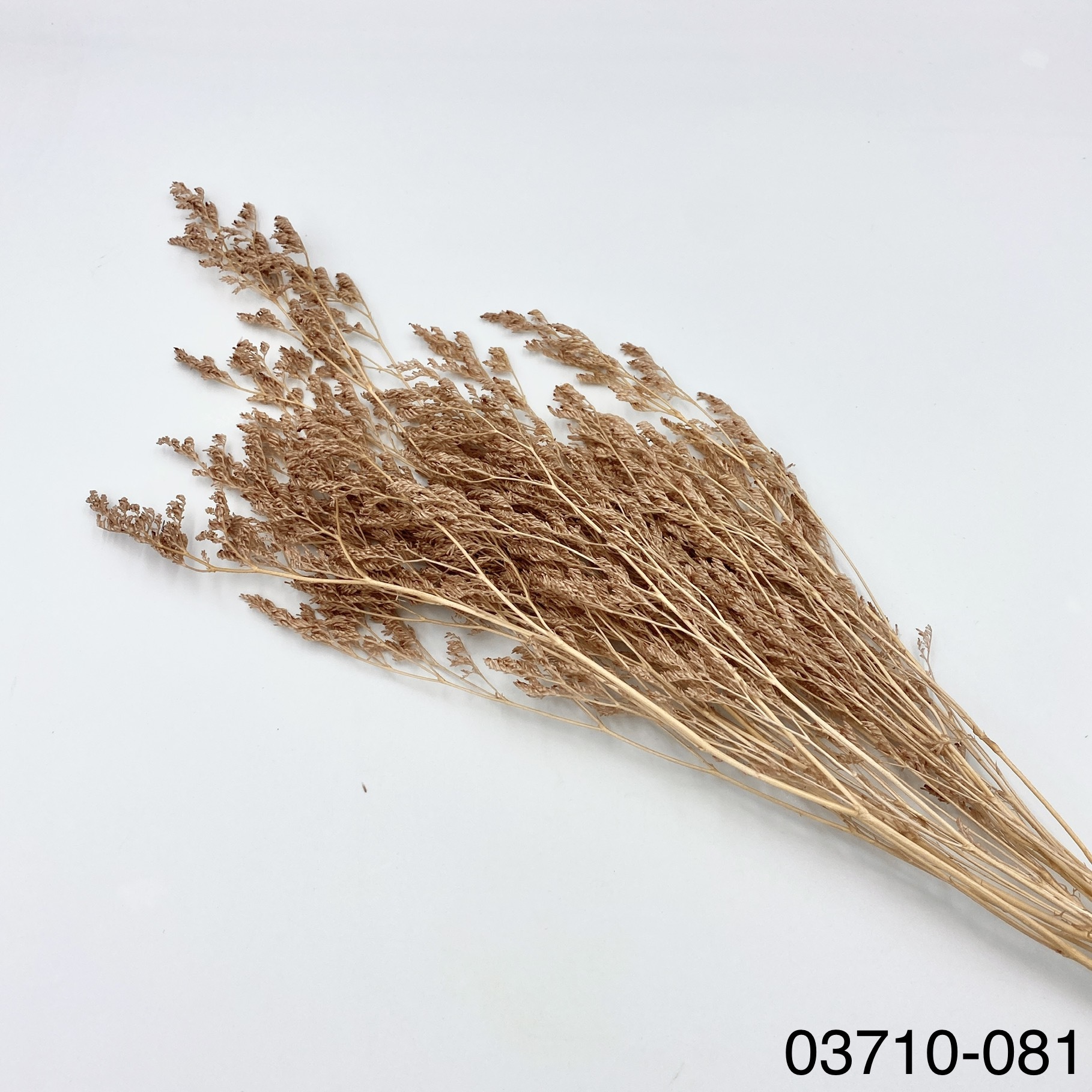 日本不凋卡斯比亞 03710-081