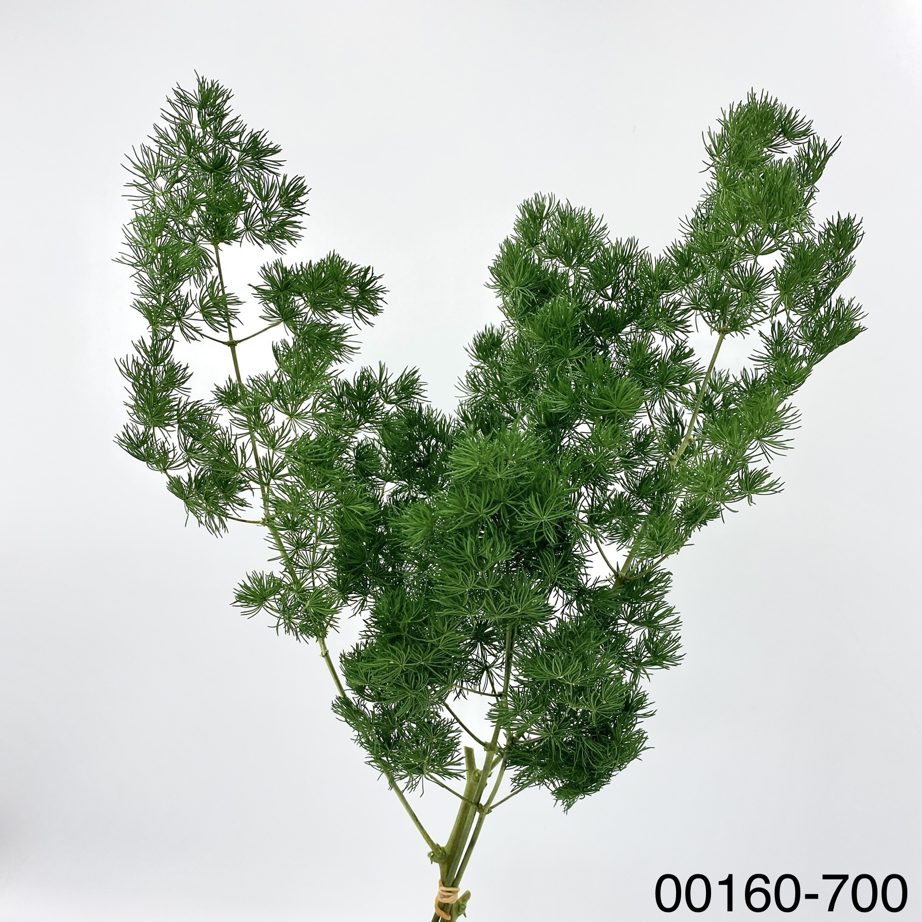 日本不凋蓬萊松 00160-700