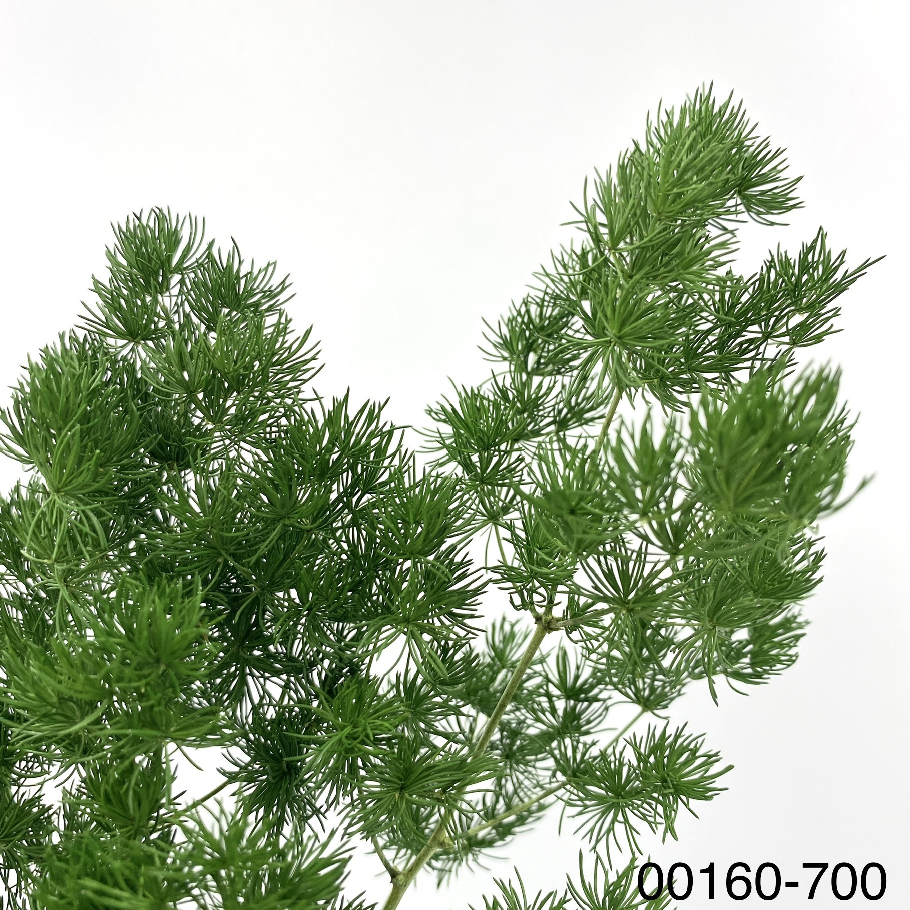 日本不凋蓬萊松 00160-700