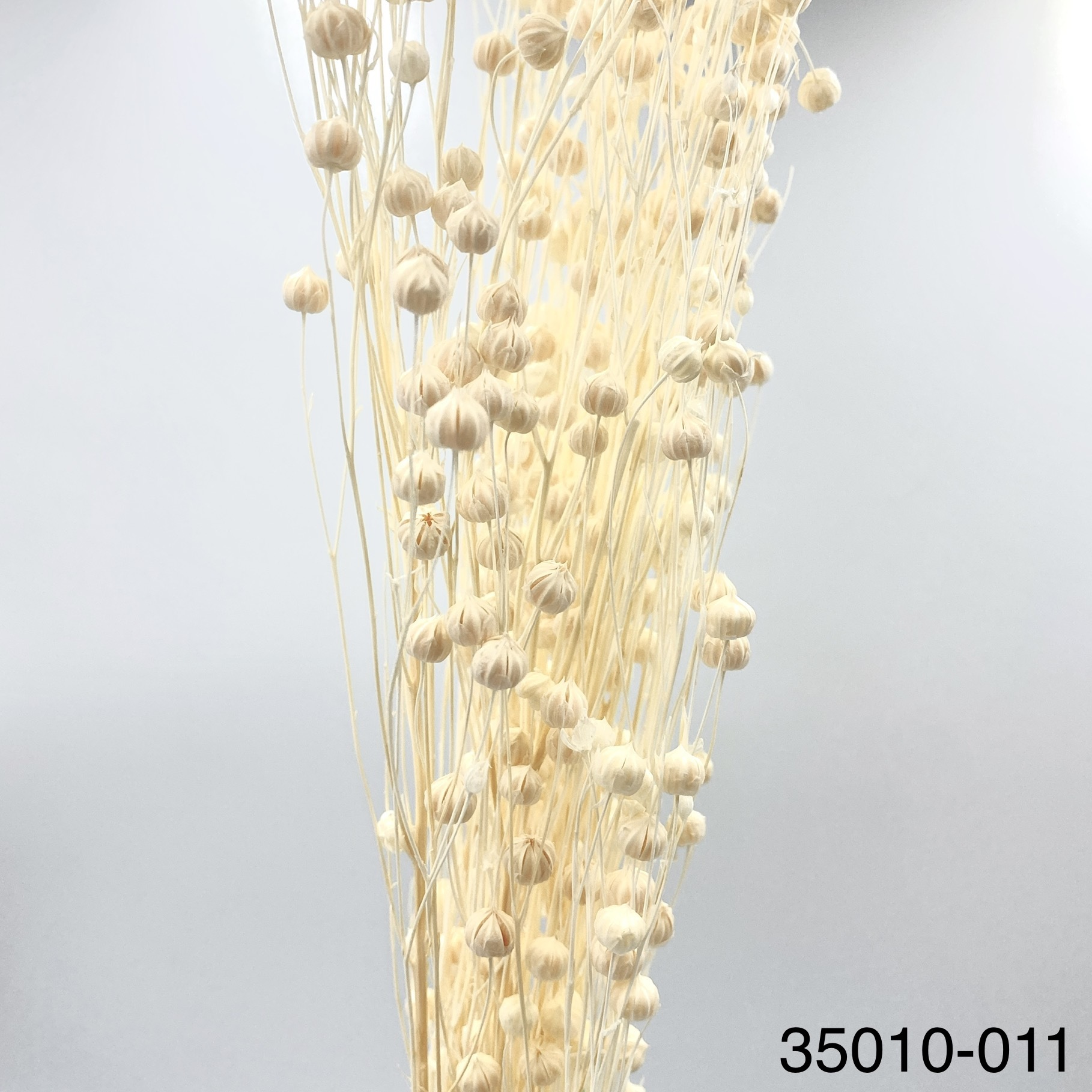 日本不凋臨花 35010-011