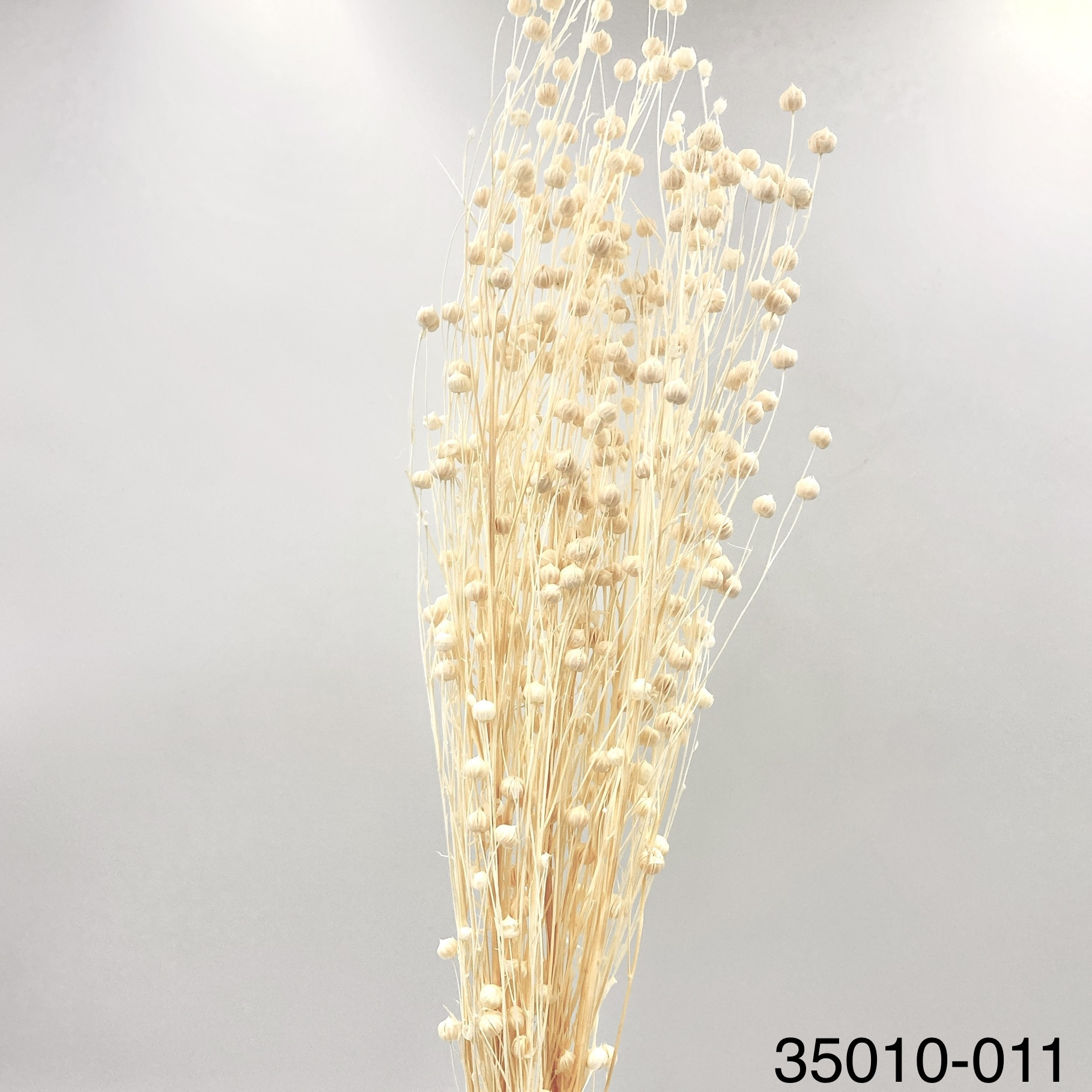 日本不凋臨花 35010-011