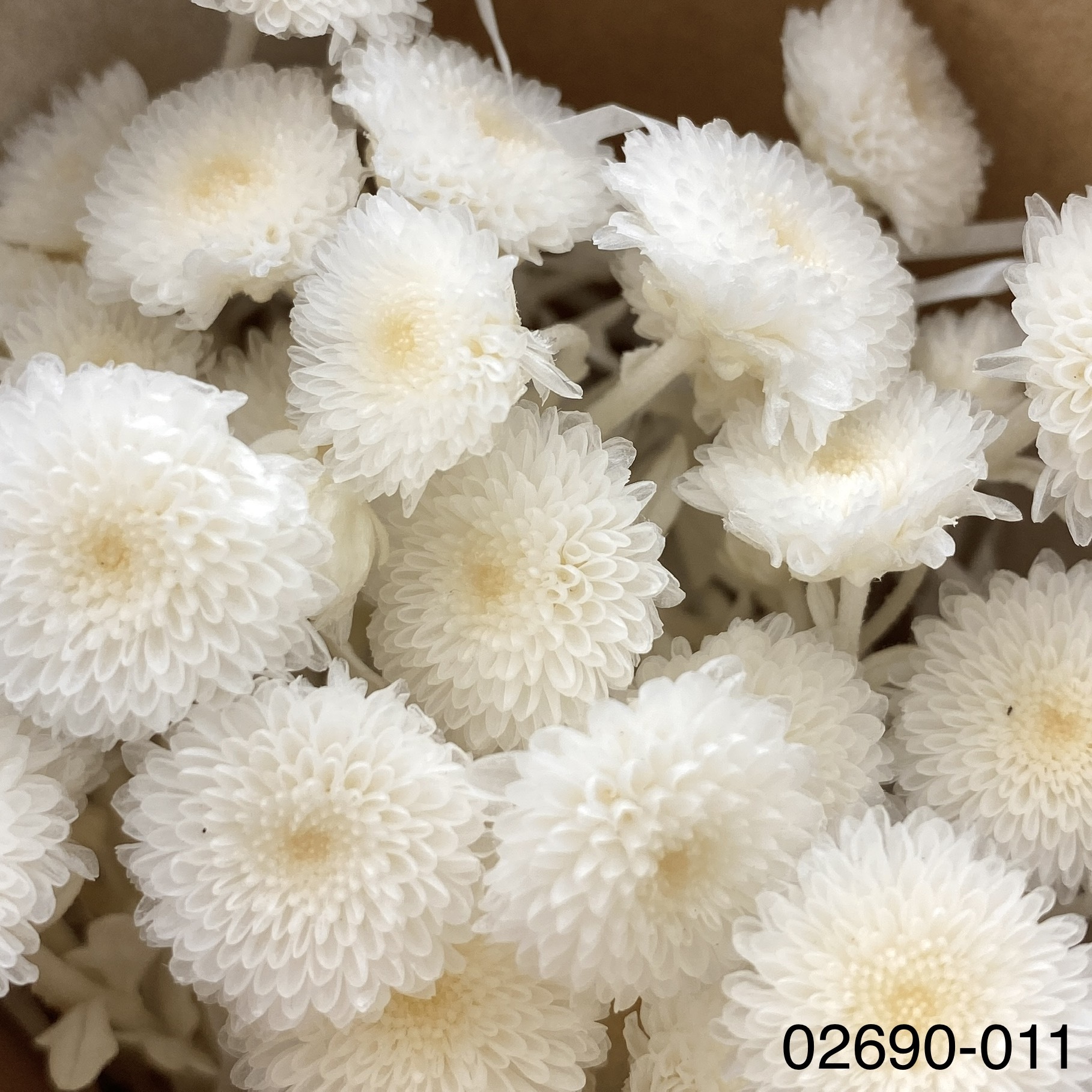 不凋法國小菊 02690-011