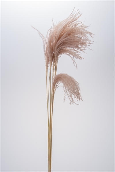 迷你蘆葦草 50470-081