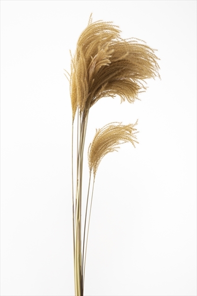 迷你蘆葦草 50470-000