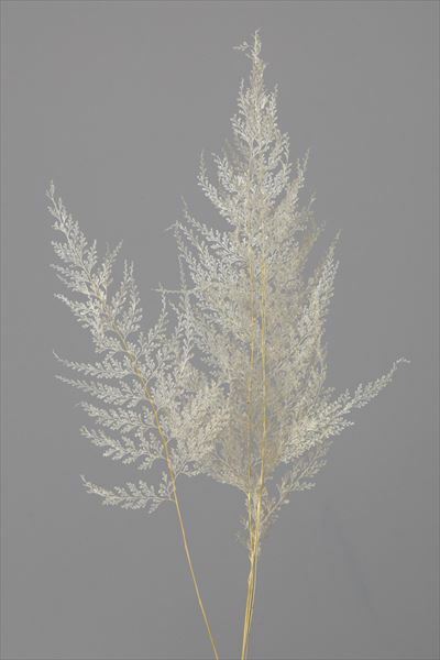 日本不凋蕾絲蕨 50350-011