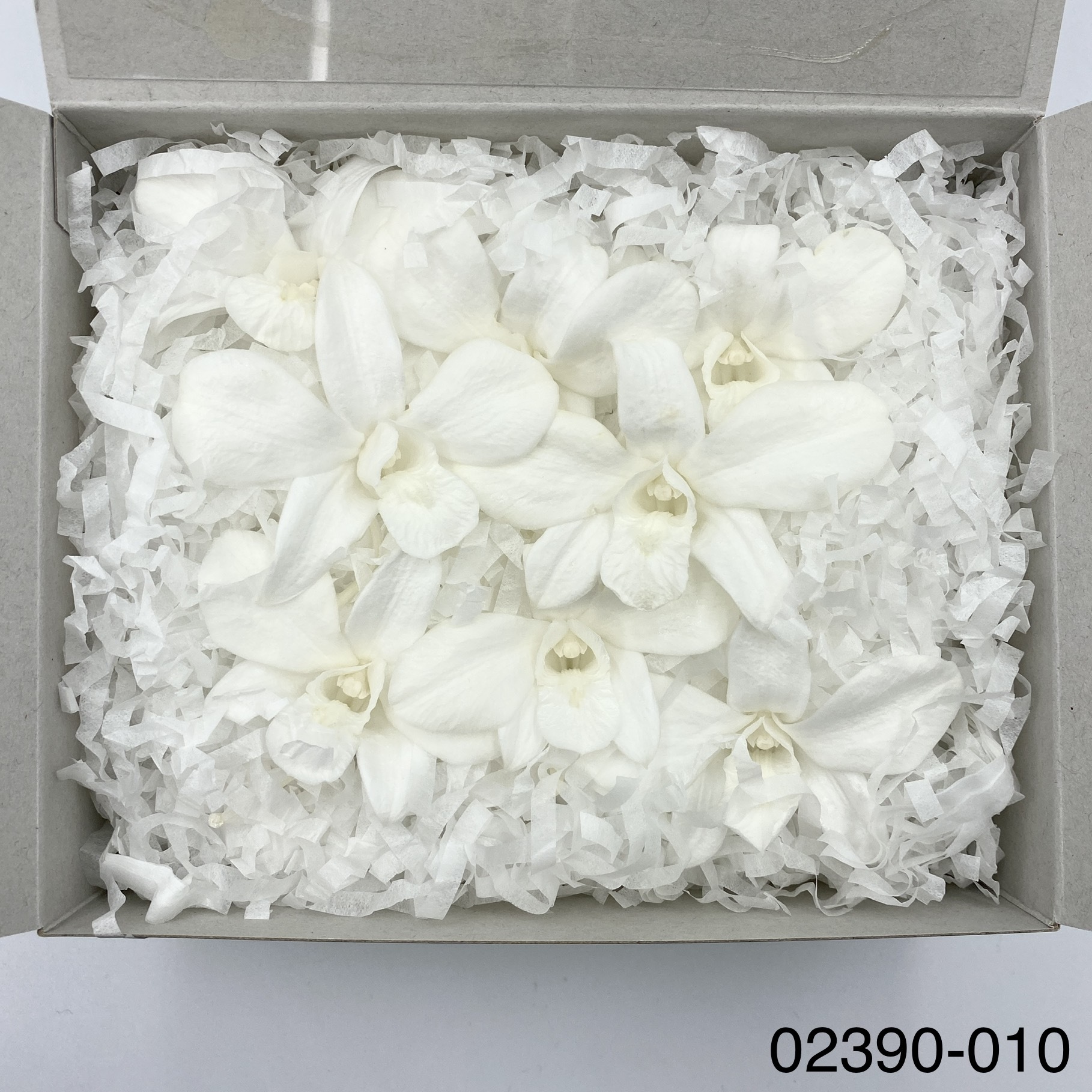 不凋石斛蘭(8朵) 02390-010